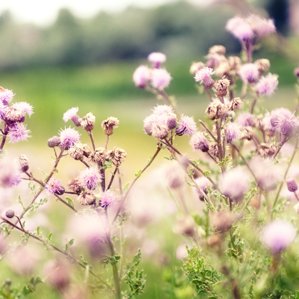 Mariendistel auf einer Wiese