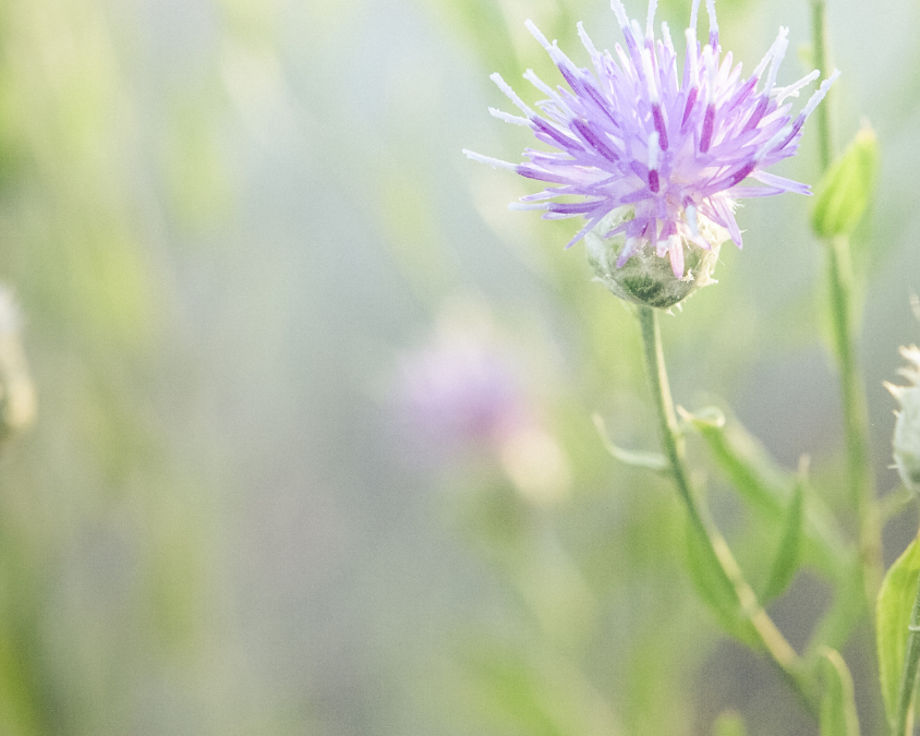Warum dein Bauchfett eigentlich eine kleine Steuerzentrale ist